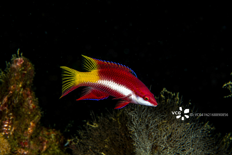 斑鳍猪鱼图片素材