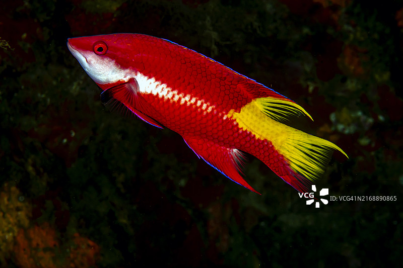 斑鳍猪鱼图片素材