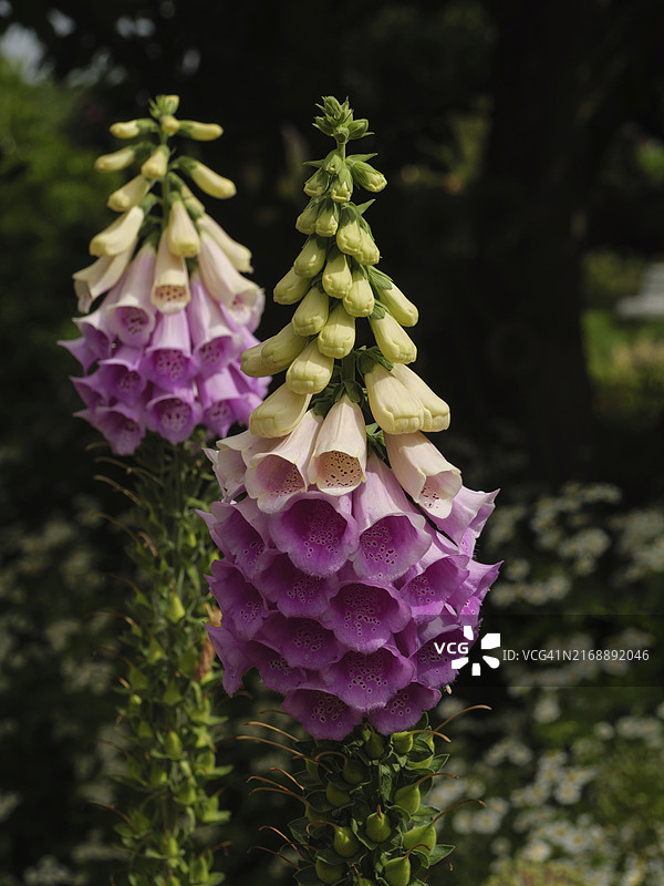 两朵粉紫色毛地黄花的特写，德国图片素材