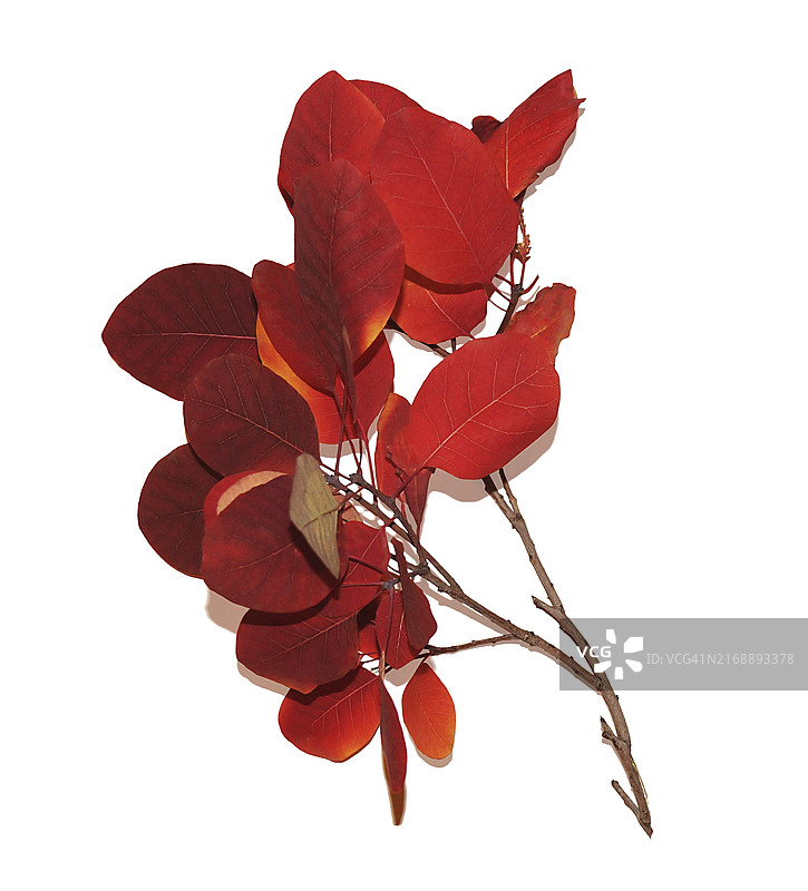 鲜红秋叶点缀的树枝（极简主义风格）图片素材