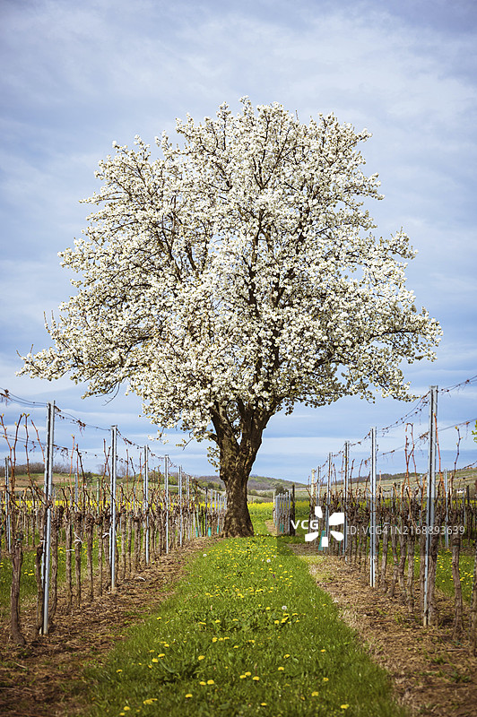 奥地利布尔根兰葡萄园中的盛开樱花树图片素材