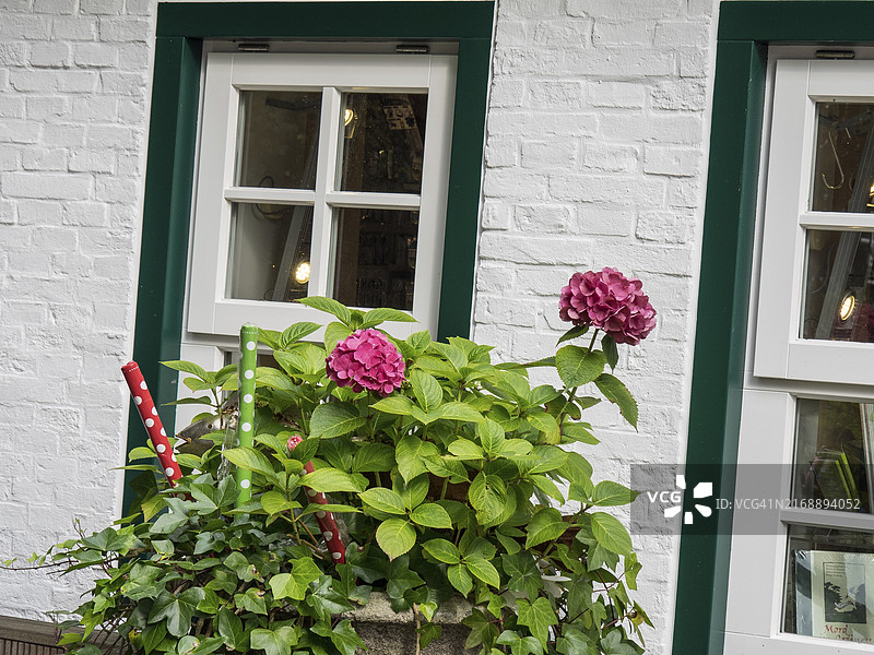 装满绿色植物和粉色鲜花的盆栽，在德国北海斯皮克劳格岛白色砖房前图片素材