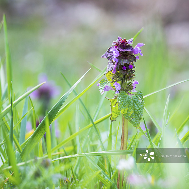 紫色野生春花图片素材