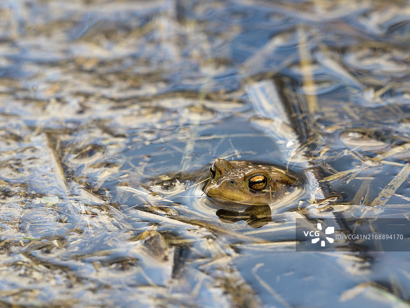 欧洲常见蟾蜍（bufo bufo）在浅水中张望图片素材