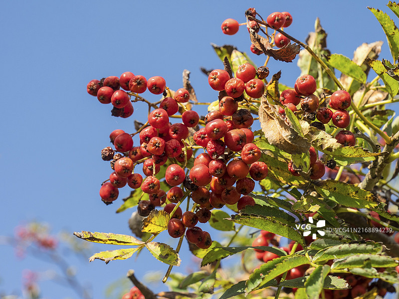 明亮蓝天下树枝上的红色浆果（德国斯皮克罗格岛）图片素材