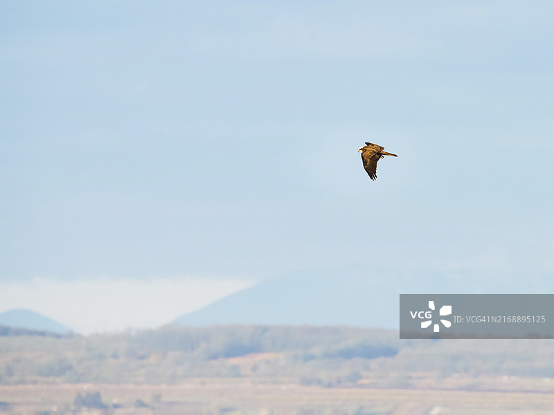 在芦苇地搜寻猎物的白尾鹞图片素材