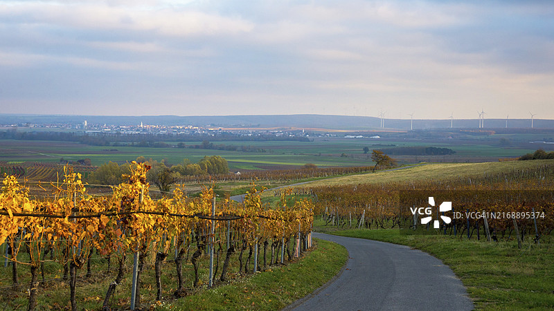 奥地利上普伦多夫区内肯马克特附近的葡萄园秋季日出景色图片素材