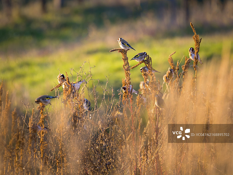 欧洲金翅雀在早春的树上吃花蕾图片素材