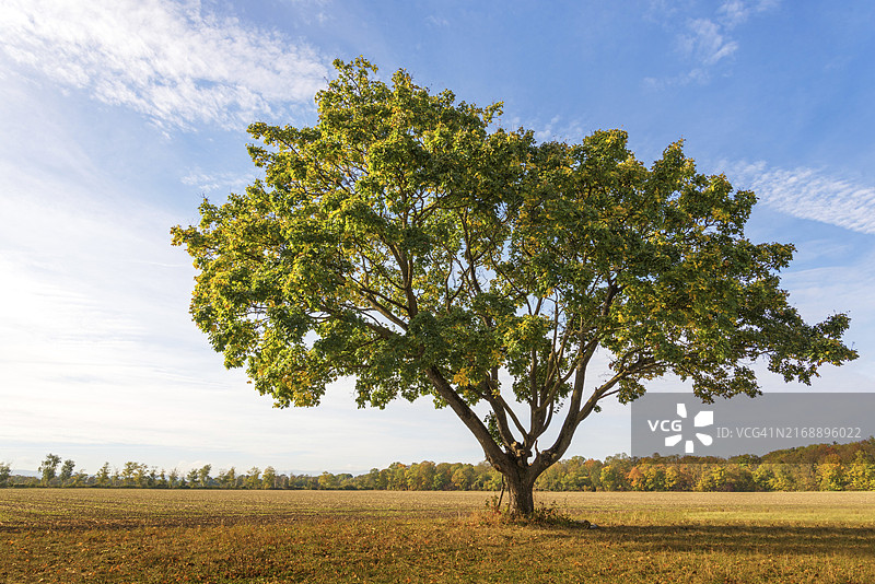 日落时稻田里的孤树图片素材
