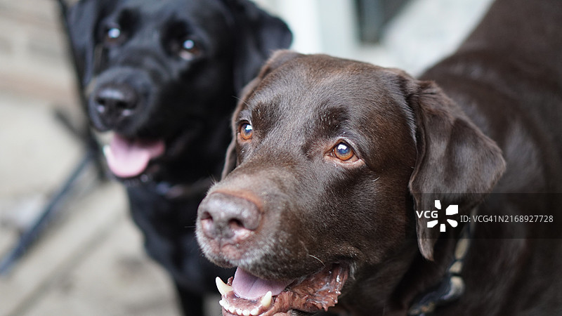 两只狗在户外一起玩耍图片素材