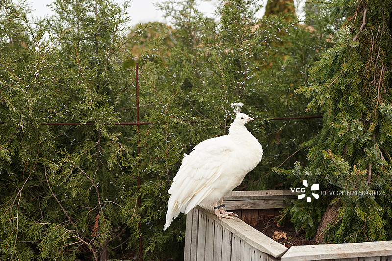 农场动物保护区图片素材