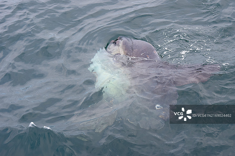 翻车鱼图片素材