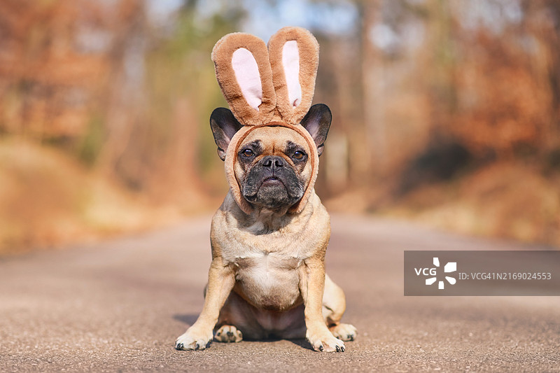 戴着兔子耳朵头带服装的法国斗牛犬图片素材