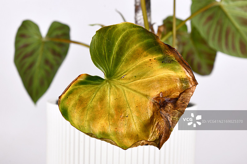 枯萎发黄的蔓绿绒叶子图片素材