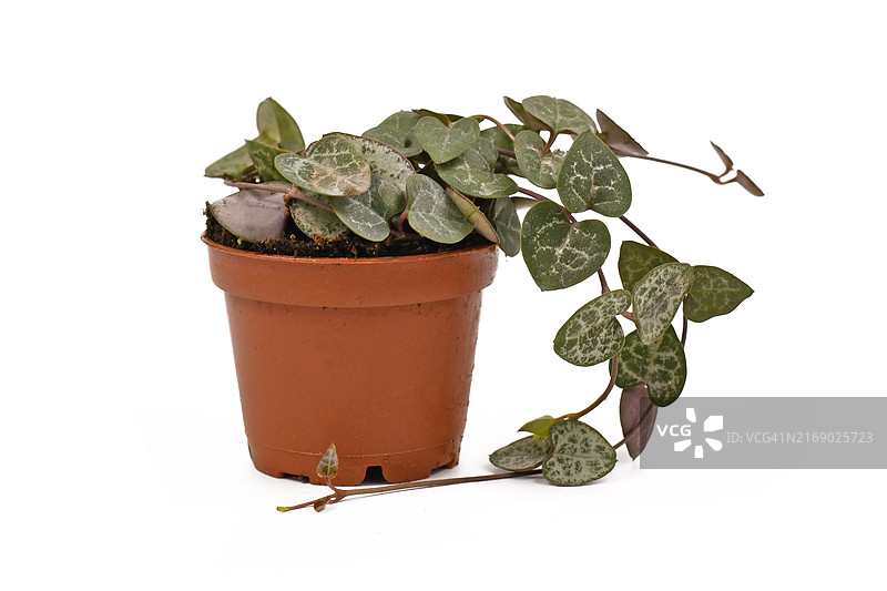 花盆中蔓生的多肉植物Ceropegia Woodii，也称为心蔓或爱之蔓，独立于白色背景图片素材