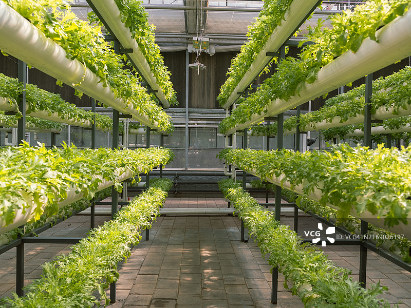 无土栽培的生菜图片素材