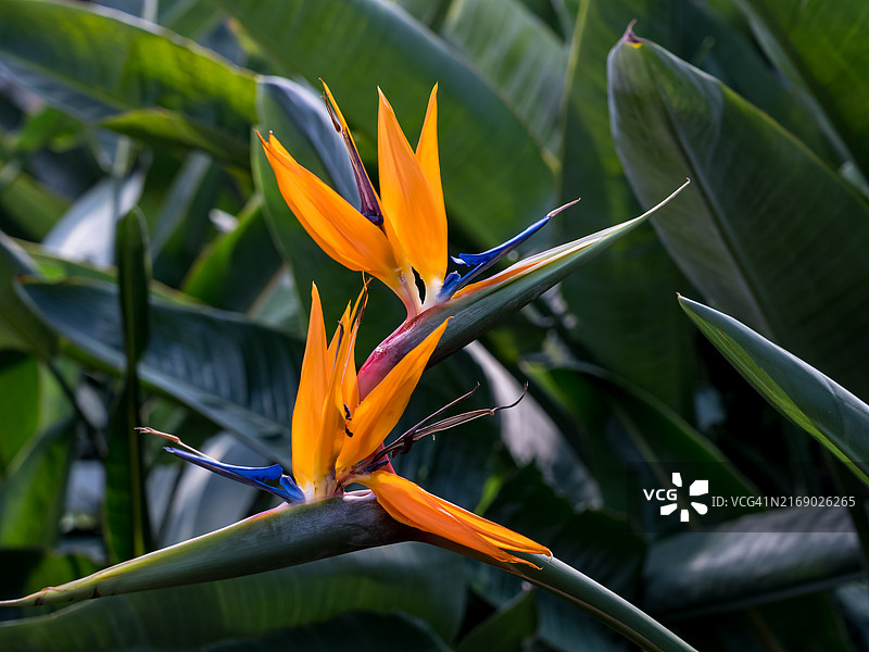 鹤望兰图片素材