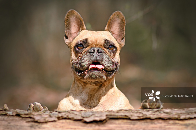 可爱的法国斗牛犬看着倒下的树干图片素材