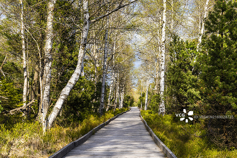 黑森林卡尔滕布伦自然保护区Wildseemoor木板路，遍布桦树图片素材