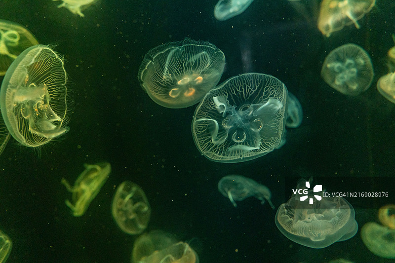 美杜莎图片素材