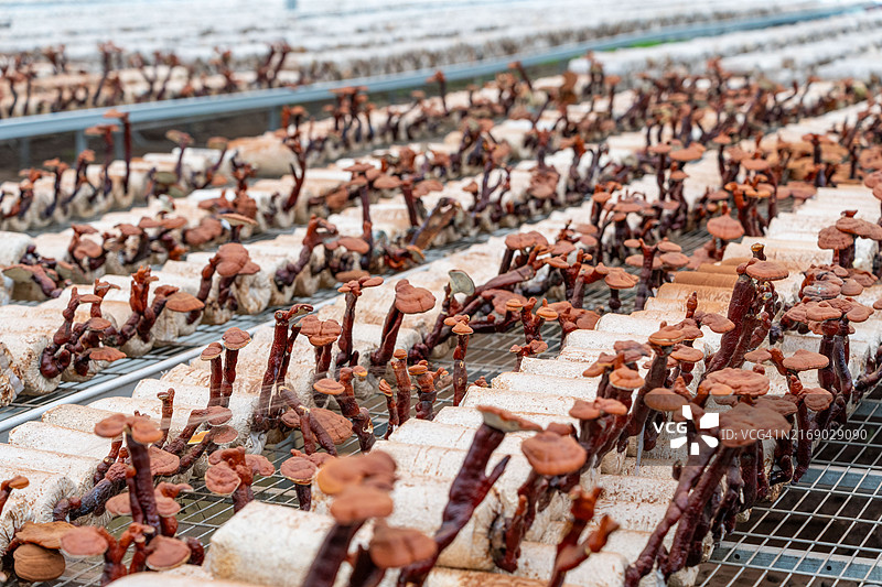 多种人工培育灵芝图片素材