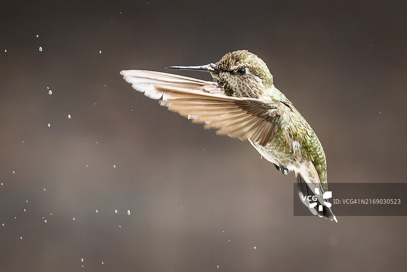 飞行中的未成年雄性安娜蜂鸟美图图片素材
