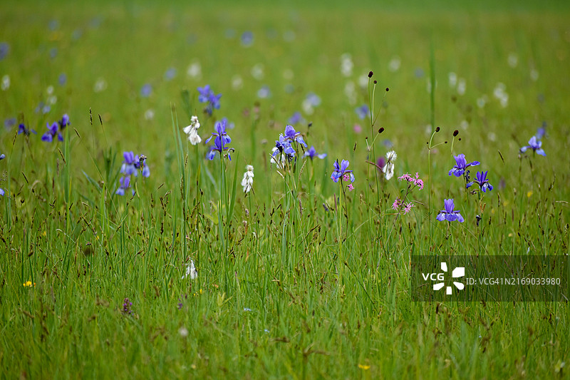 巴伐利亚的西伯利亚鸢尾花草甸图片素材