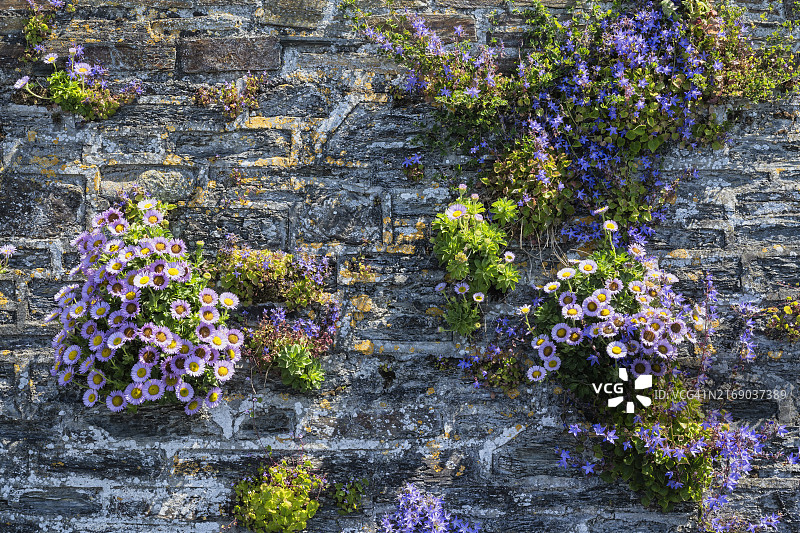 英格兰康沃尔郡北部石墙缝隙中盛开的鲜花图片素材
