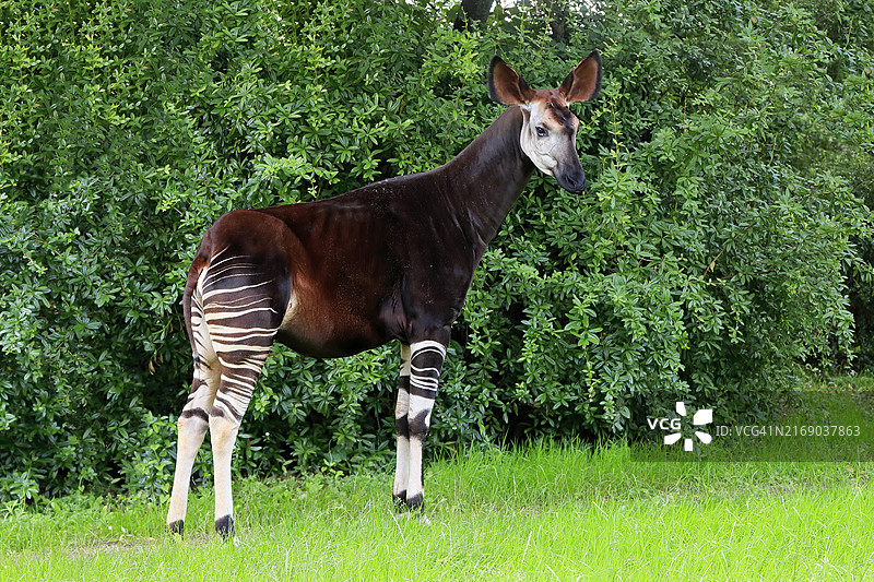 成年㺢㹢狓（约翰氏㺢㹢狓）觅食图片素材