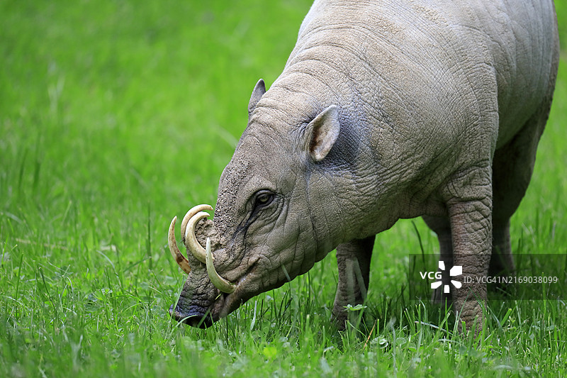 北苏拉威西岛鹿豚，成年雄性，觅食，肖像，圈养，苏拉威西岛图片素材