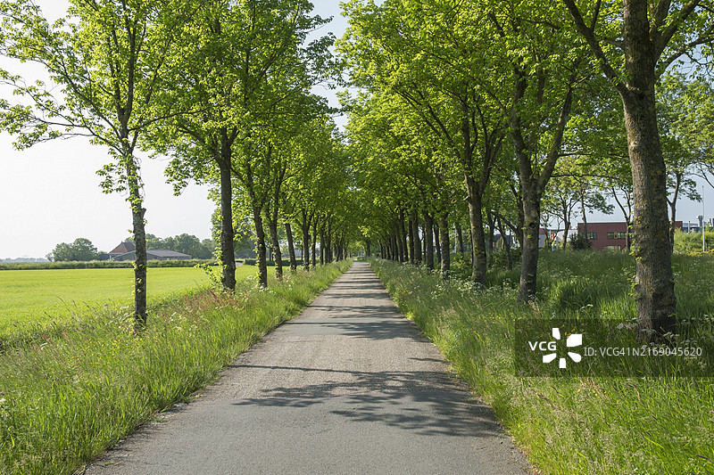 自行车道，弗里斯兰省，荷兰图片素材