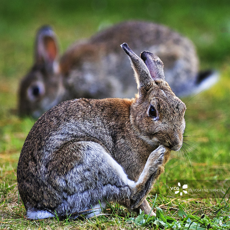 草地上的欧洲野兔图片素材