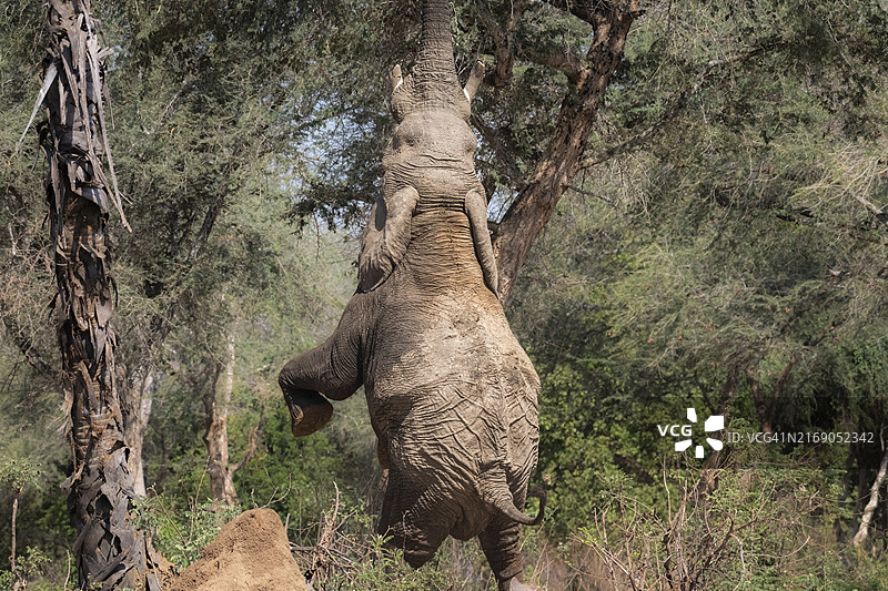 非洲象（学名：Loxodonta africana）用后腿站立，折断金合欢树的树枝（赞比亚下赞比西国家公园）图片素材