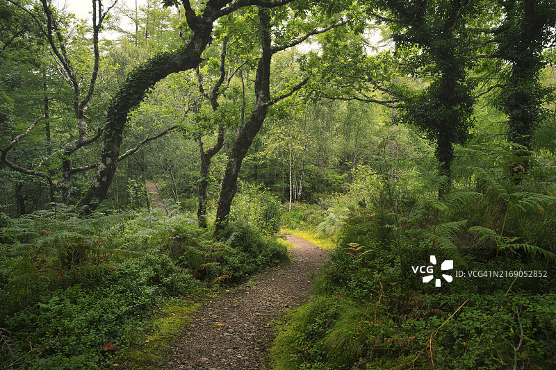 森林小径穿过物种丰富的原始混交林，阿德纳默亨，苏格兰，英国图片素材