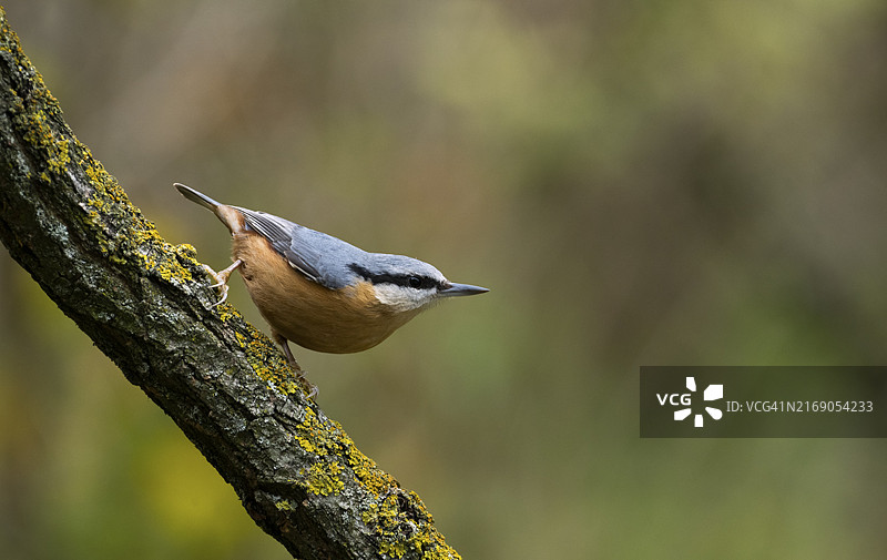 欧亚红雀（Sitta europaea），下奥地利州图片素材