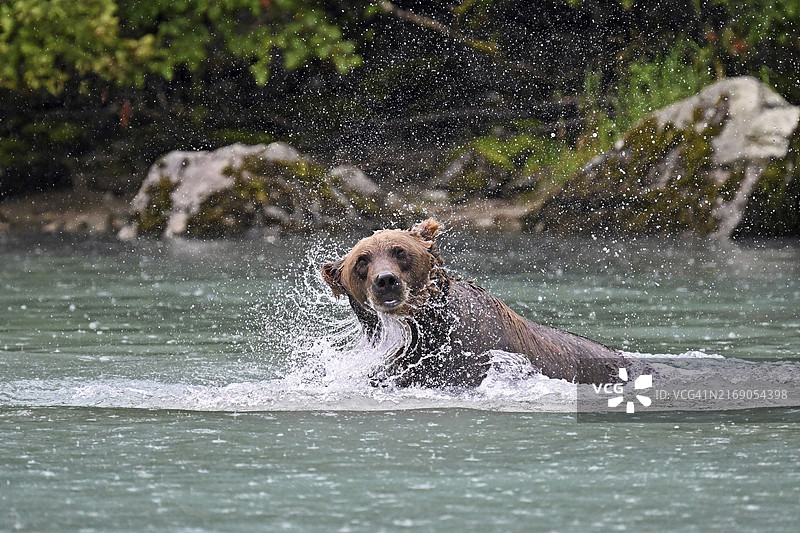 在水中捕猎鲑鱼的棕熊，克拉克湖国家公园，阿拉斯加图片素材