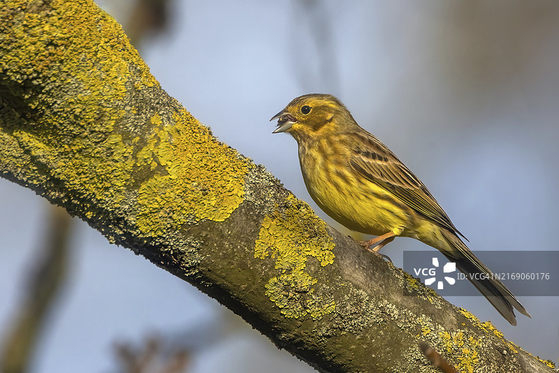 栖息在长满苔藓的树枝上歌唱的黄雀图片素材
