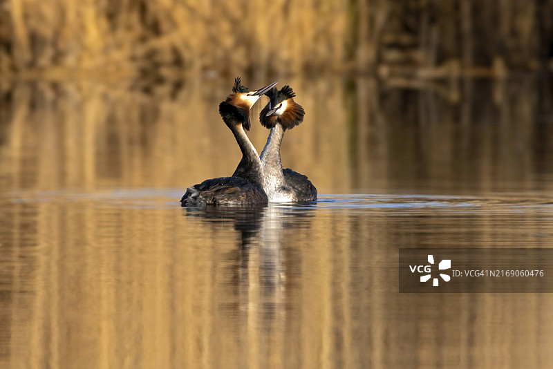 两只大凤头grebe在水面上表演舞蹈，金色的光线反射，Podiceps Christatus，大凤头grebe图片素材