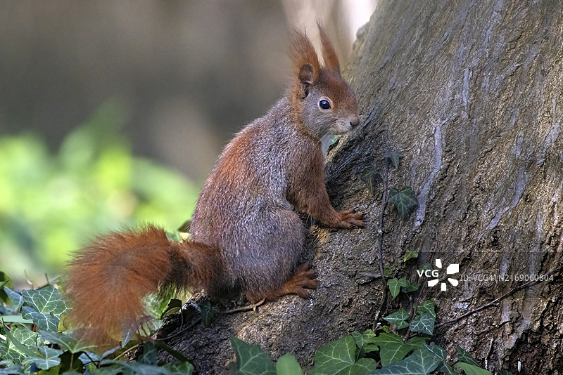 一只毛茸茸的棕色松鼠在树干上，被常春藤叶环绕图片素材