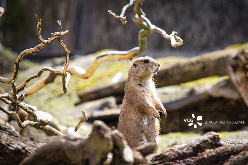 树枝上的地松鼠特写图片素材
