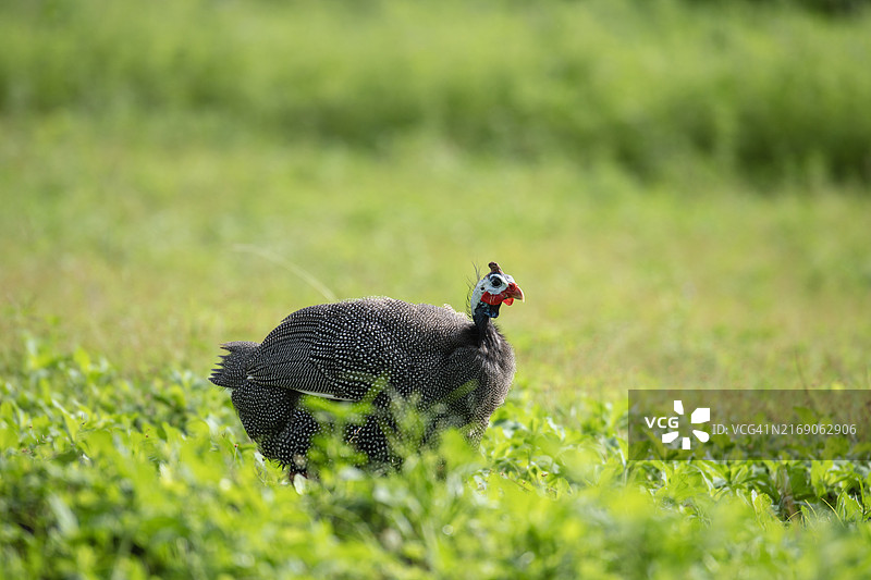 珍珠鸡栖息在草地上的特写图片素材