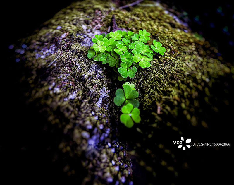 田野上生长的小植物特写图片素材