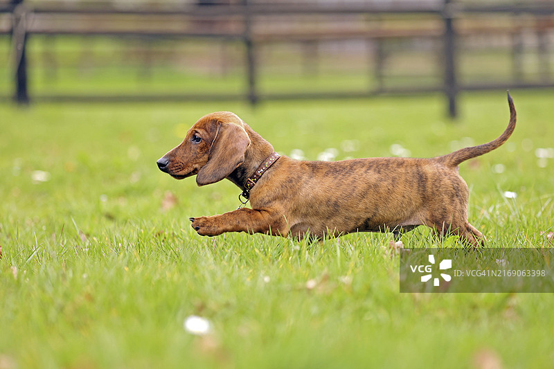 腊肠犬，幼崽，12周大图片素材