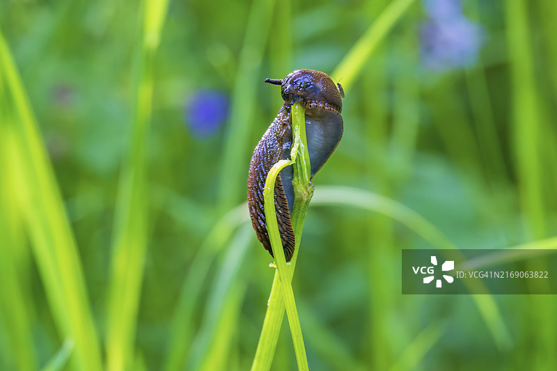 草地上啃食植物茎的圆形后背蛞蝓图片素材