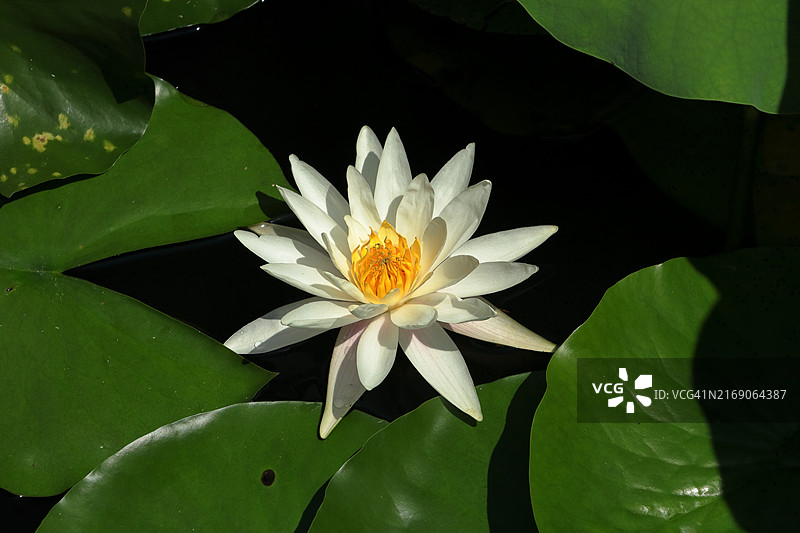 池塘睡莲特写图片素材