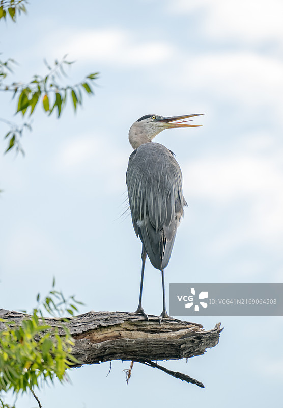 苍鹭栖息在树上的低角度视图，美国马萨诸塞州沃本图片素材