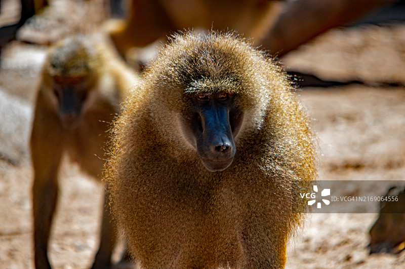 狒狒特写图片素材