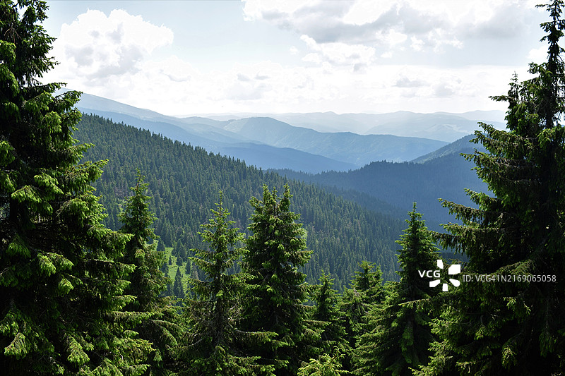 天空映衬下的森林美景图片素材
