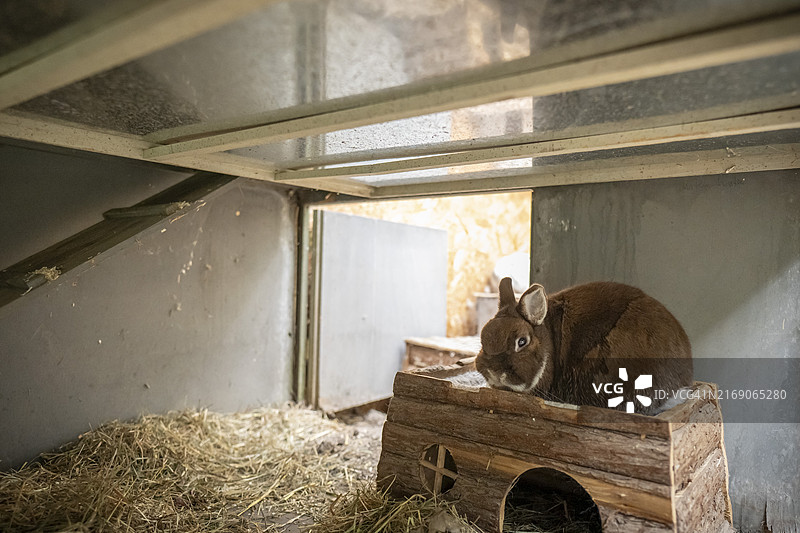 德国斯图加特侏儒兔图片素材