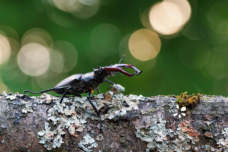 岩石上的昆虫特写图片素材